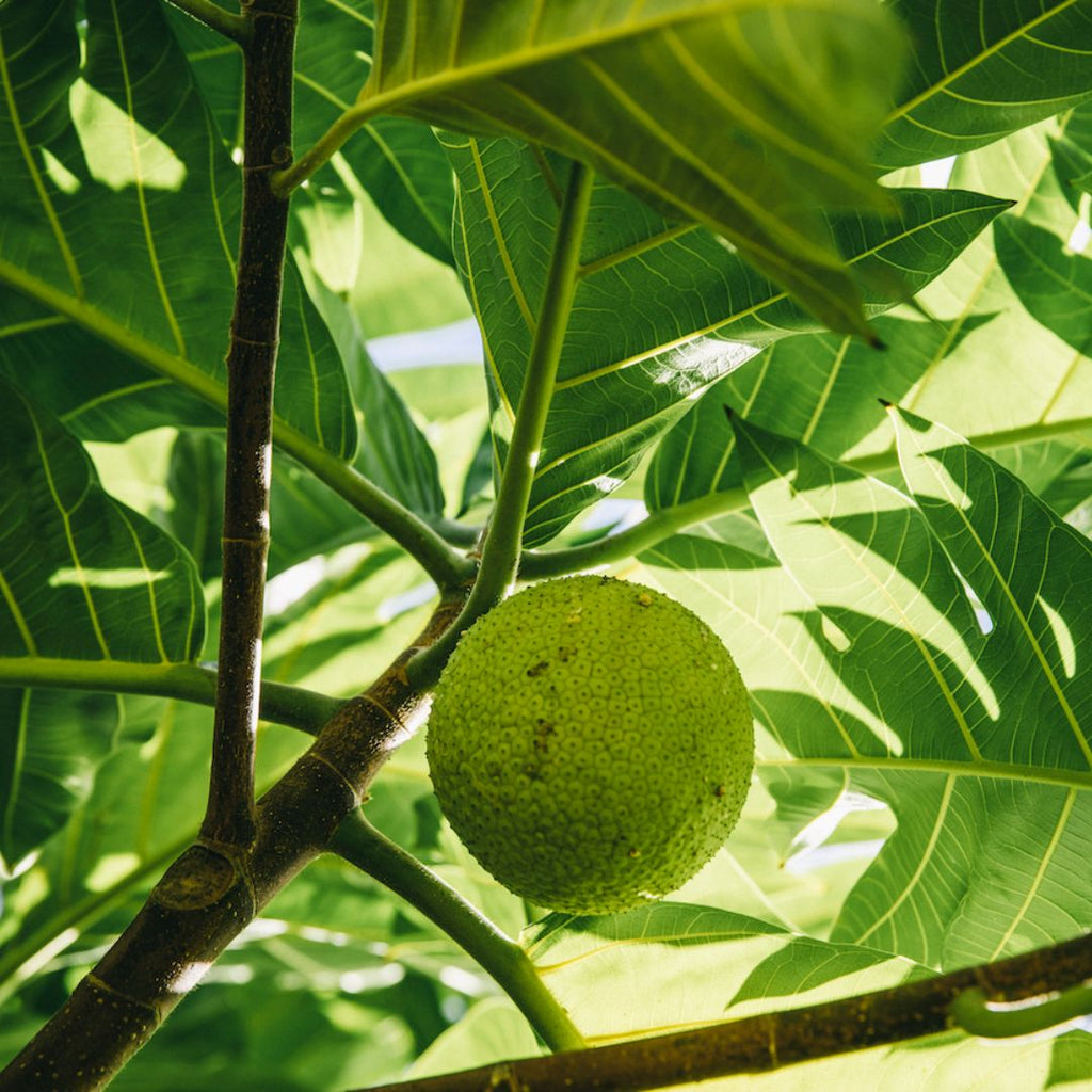 Hawaiian Iced Tea - Māmaki and ʻUlu
